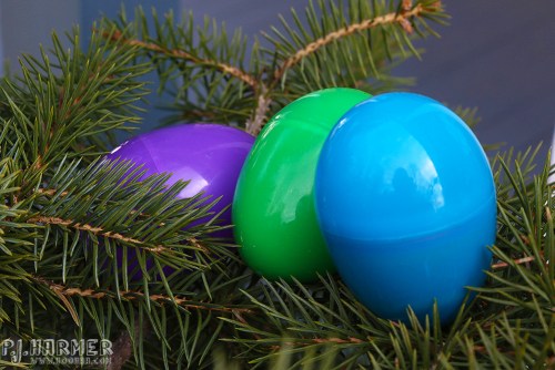 Three eggs ... they were hidden elsewhere after the photo!