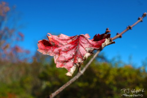 Hanging on as long as it can!