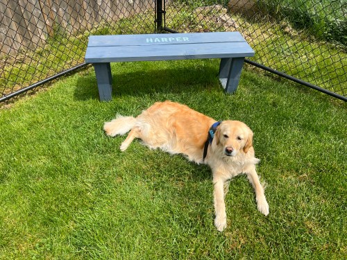 Harper in front of bench