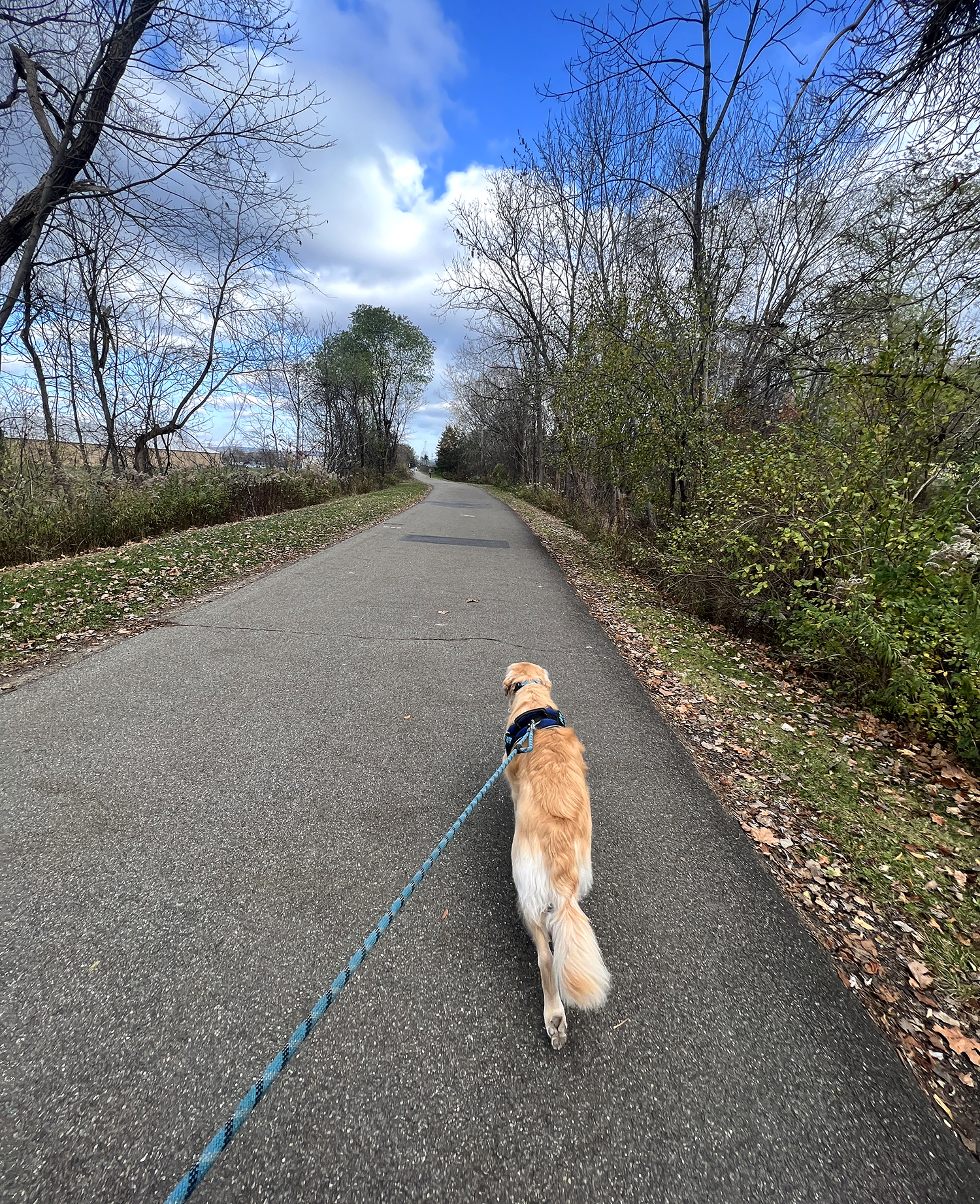 Dog walking on a path, leashed